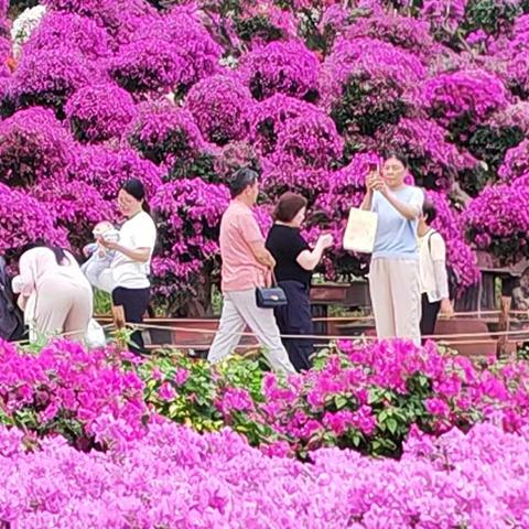 簕杜鹃花艳动鹏城