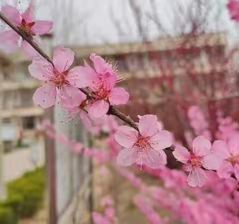 校园开放日邀请函-东阿县第三实验小学大秦校区