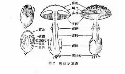 大菇伞速成记