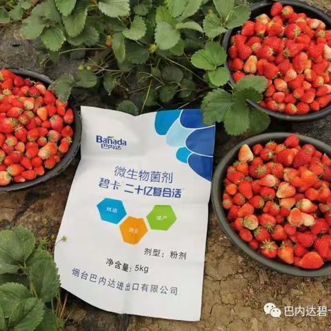 草莓生长三大难题如何解决？