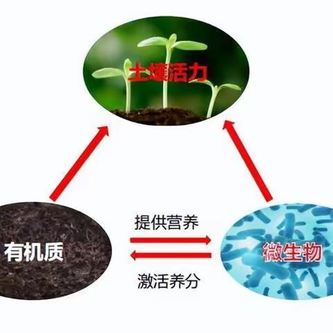 河北棚区土壤普遍出现板结，红是什么原因造成这种问题？