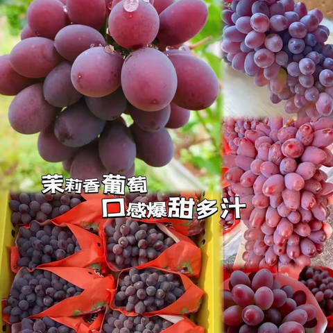 带大家聊一聊暖棚茉莉香葡萄🍇，升温萌芽—采收后的管理那些事！！