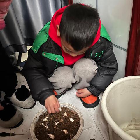 大蒜的成长日记