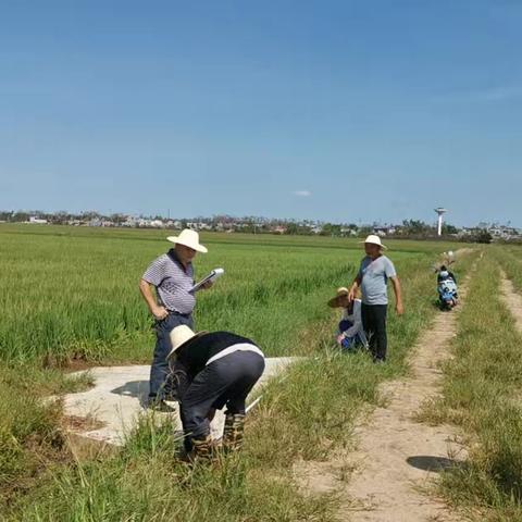 《临高县农业综合服务中心高标准农田收方》