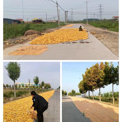 占道晒粮有危险