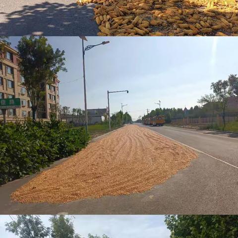 占路晒粮危害大