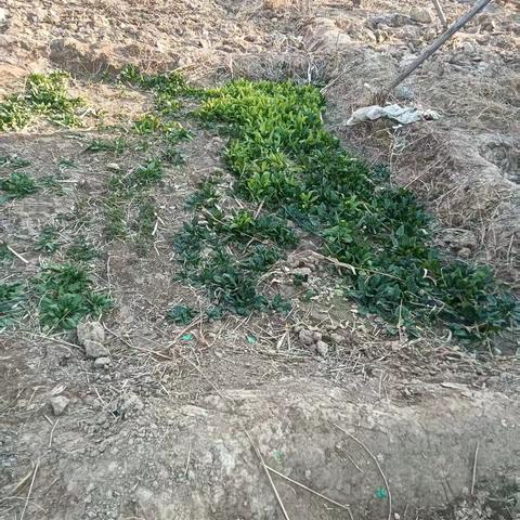 春天，我用脚步守护这片土地的纯净