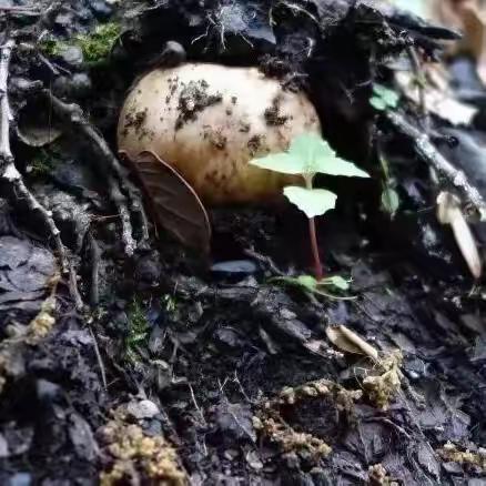 松茸的种植