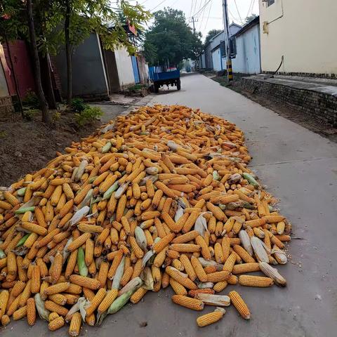 马路晒粮存隐患，网格员劝导保畅通