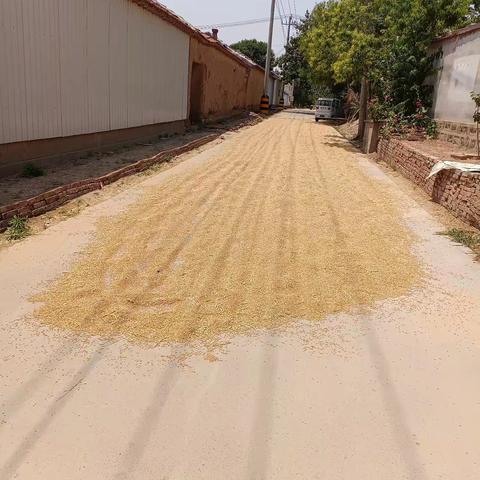 公路不是晒粮场，安全务必放心上