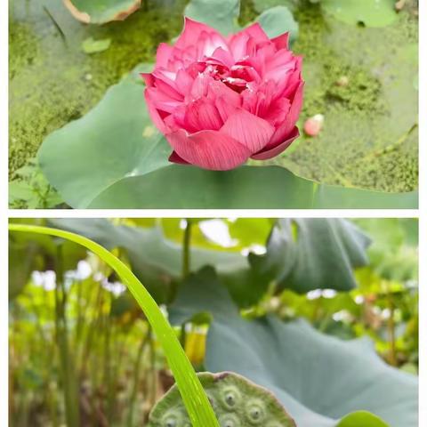 柳城小学七色花中队钟宇轩2023(你好，暑假)莲君养成记——制作手工宣莲