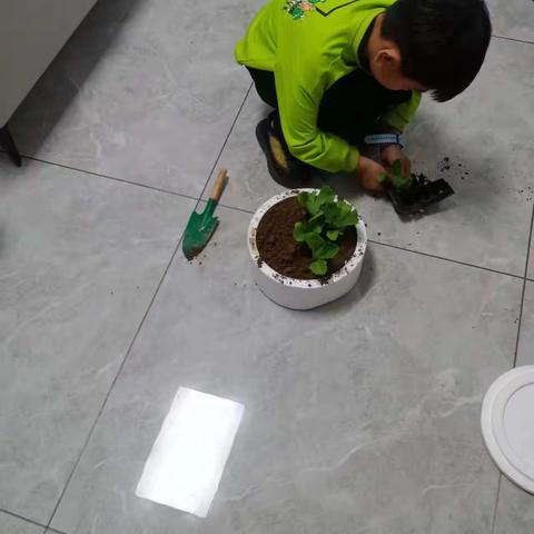 种生菜