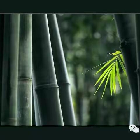 一缕竹韵备关情