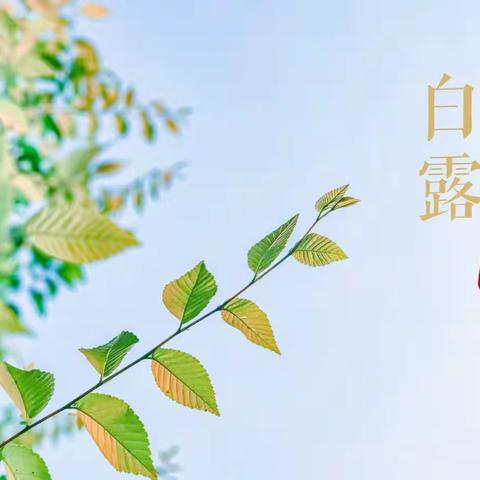 二十四节气——白露