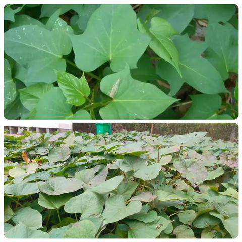 美好“食”光  “薯”与我们 ‍禹州市市直第七中心幼儿园课程故事 ‍