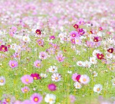 种植波斯菊——籀园小学五《4》班 徐格暄