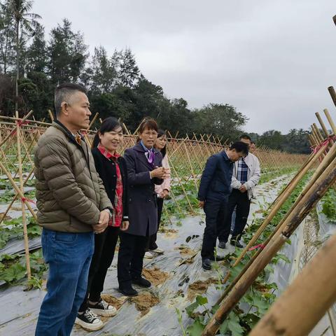 防寒减灾，海南省农科院植保所在行动！