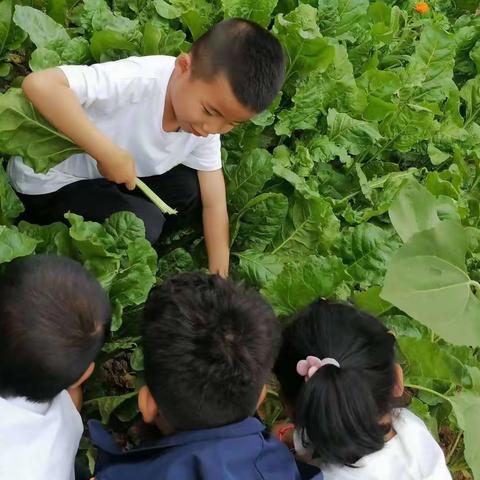 “快乐体验” 春晖花雨幼儿园 田园生活