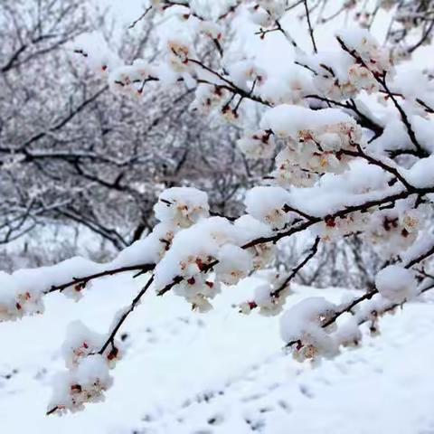 唐尧诗词楹联协会同题:初雪