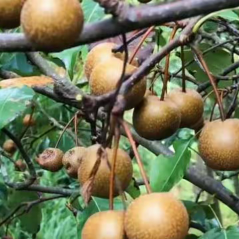 故乡的野果——棠梨子