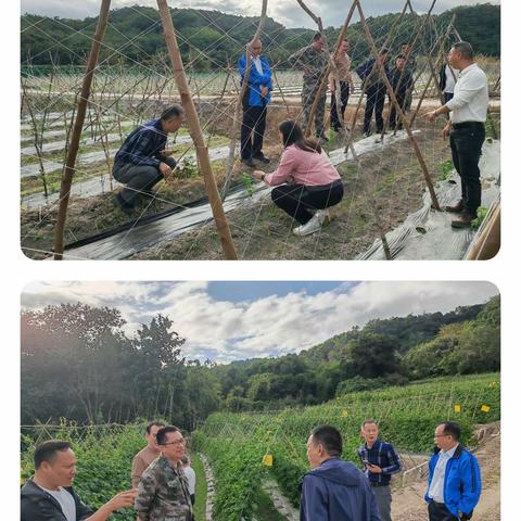 [琼中农技]寒潮来袭  省县农技专家联合深入田间指导农户 做好瓜菜防寒工作