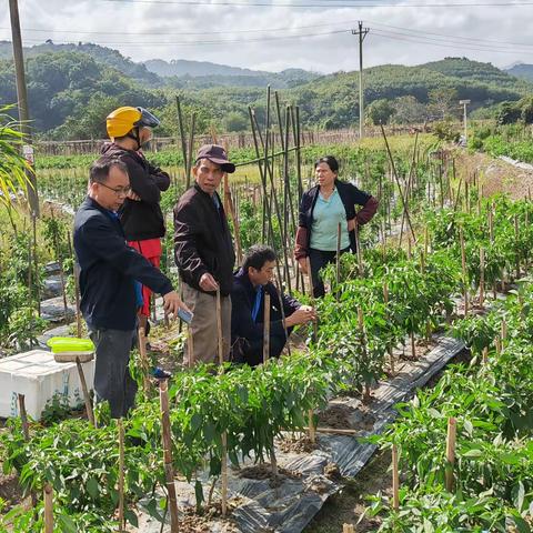 琼中县农技中心开展农业植物检疫性有害生物普查工作