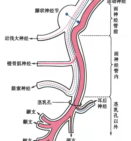 面神经的解剖