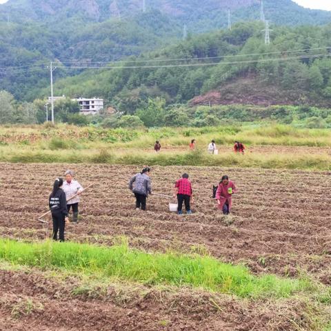 长江村党支部如何推进油菜种植？