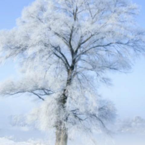 今日小雪