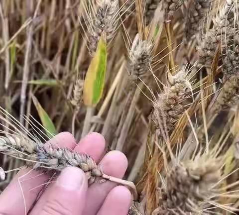 方舱里纯洁的爱只为你