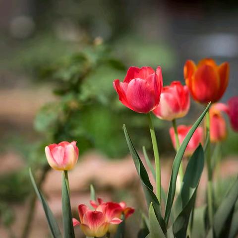 再接再厉 继续前行 ——重庆川江号子合唱艺术团，赴蓉中国成都合唱节筑梦杯金奖总结会