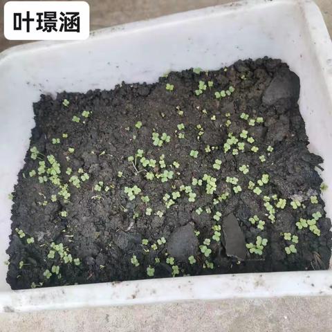 我的鸡毛菜