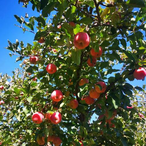 秋日采摘季——苹果园🍎