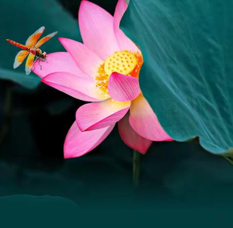 万洋湖荷花
