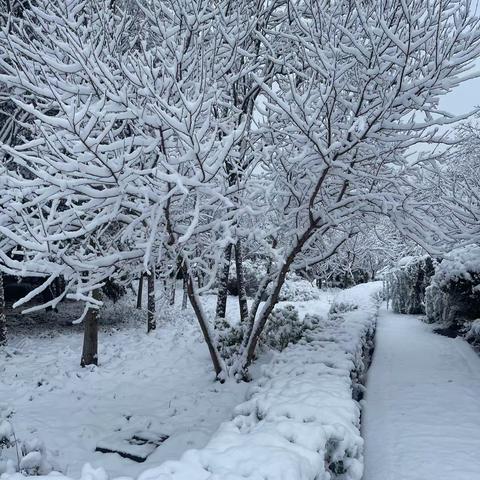 【回族镇】撸起袖子齐上阵 扫雪除冰暖人心