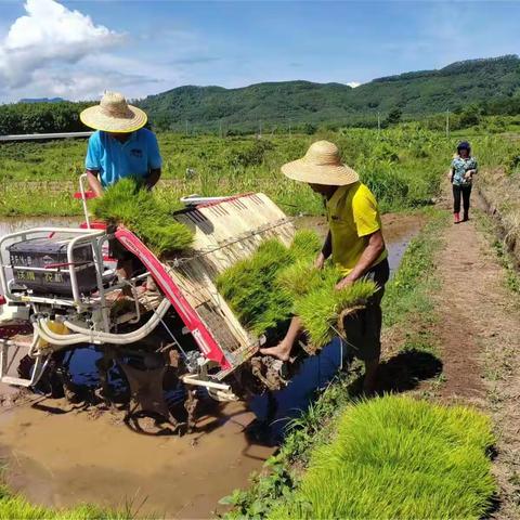 水稻种植机械化，促进粮食稳产增产，带动农民增收致富