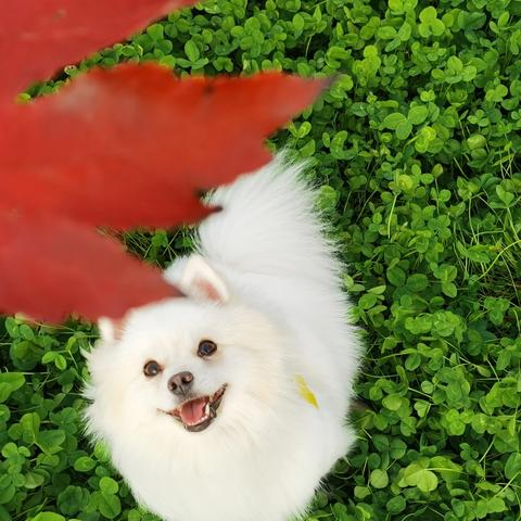 可乐成长记（二）