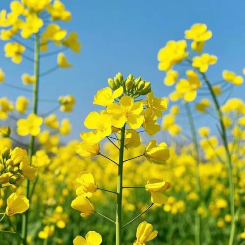 中班二月、三月月总结 ——成长与温暖交织的早春时光