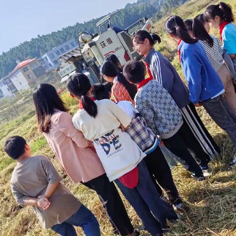 【课题动态06】稻谷丰收季 研学正当时 ——银河镇乌石小学“稻田”研学实践纪实