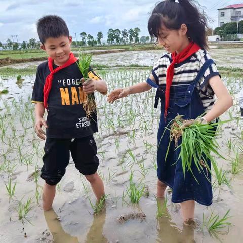 【课题动态11】田间地头忙  劳动实践乐——乌石小学开展插秧劳动实践活动