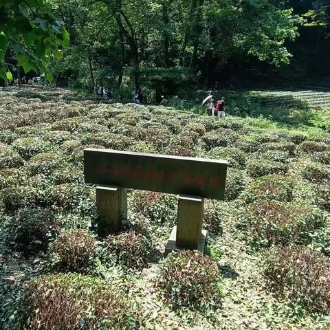 杭州最美景点之龙井山景区