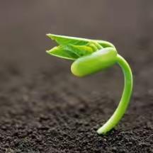 “神奇”的种子 ——那丹伯镇中心小学幼儿园中班主题活动