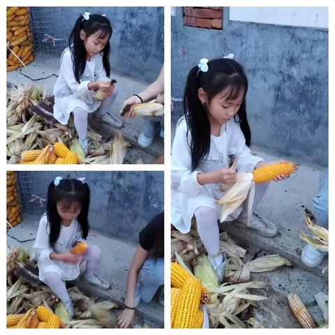 “庆丰收促和美”—双语小学二年级八班修若菡劳动实践活动