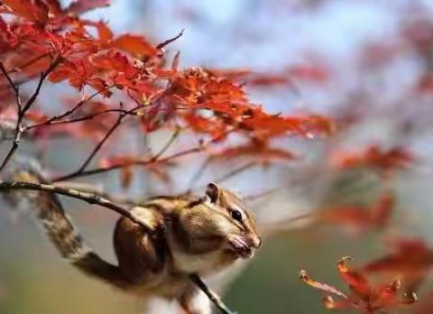 10月25日康平沙金台乡赏枫一日游