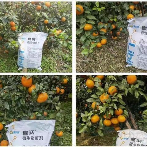 微生物菌剂：强需之下必将爆发的大市场！
