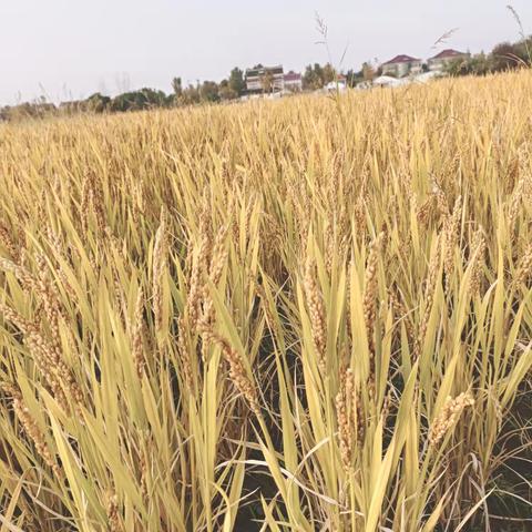 The differences  between West and East of our  country