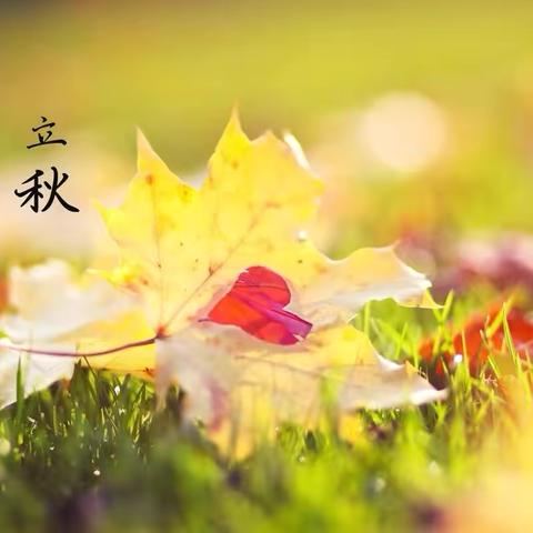 夏未远，立秋至——秦安县第四幼儿园二十四节气之立秋