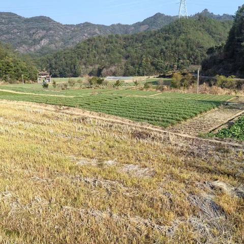 香山红叶的简篇