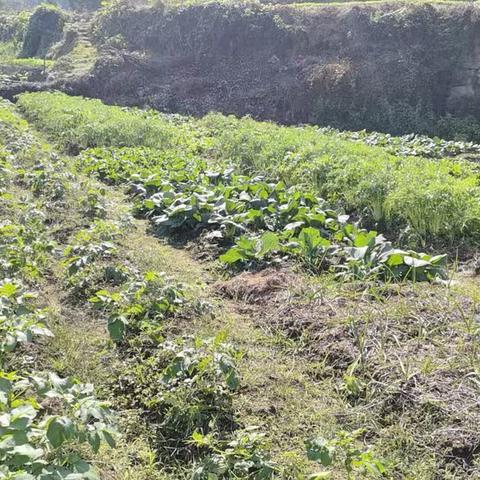 香山红叶的简篇