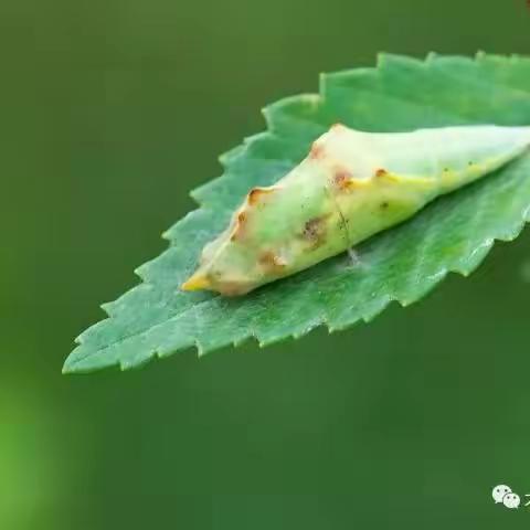 497莫怡馨生物实践作业